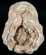 Flower-Like Sandstone Concretion - Pseudo Stromatolite #62228-1